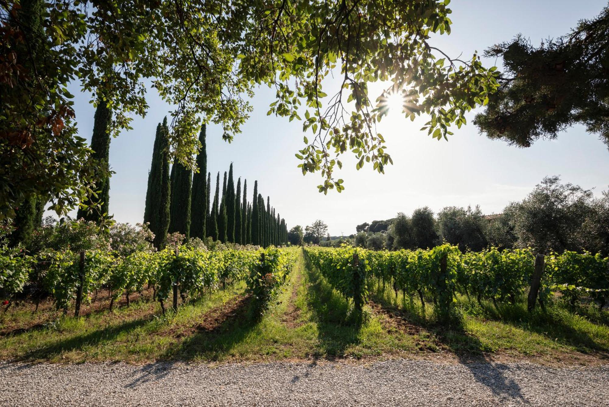 Agriturismo Tra Gli Ulivi, Chiappini Winery โบลเกริ ภายนอก รูปภาพ